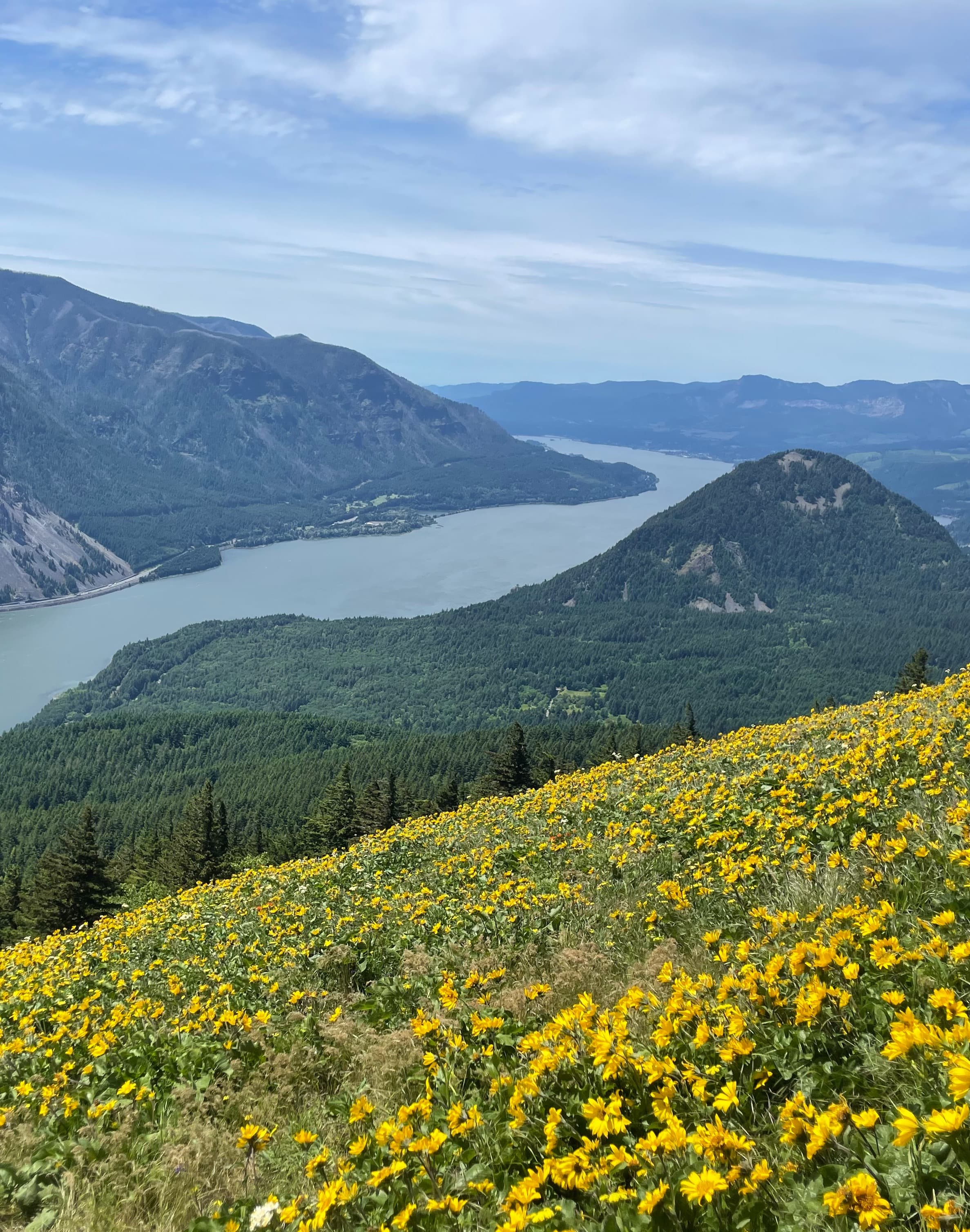 A mountain covered in yellow flowers during the daytime