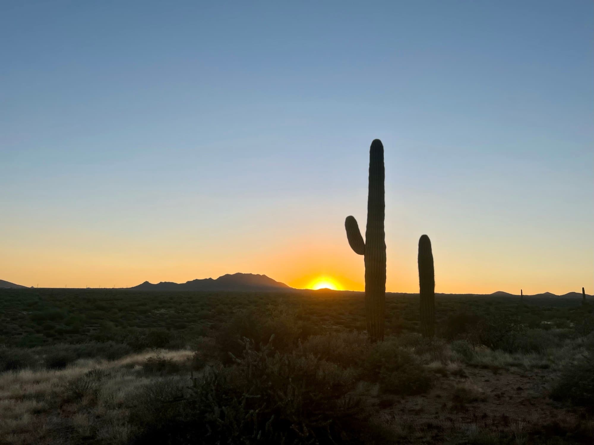 A picture of a desert and cactus during sunset.