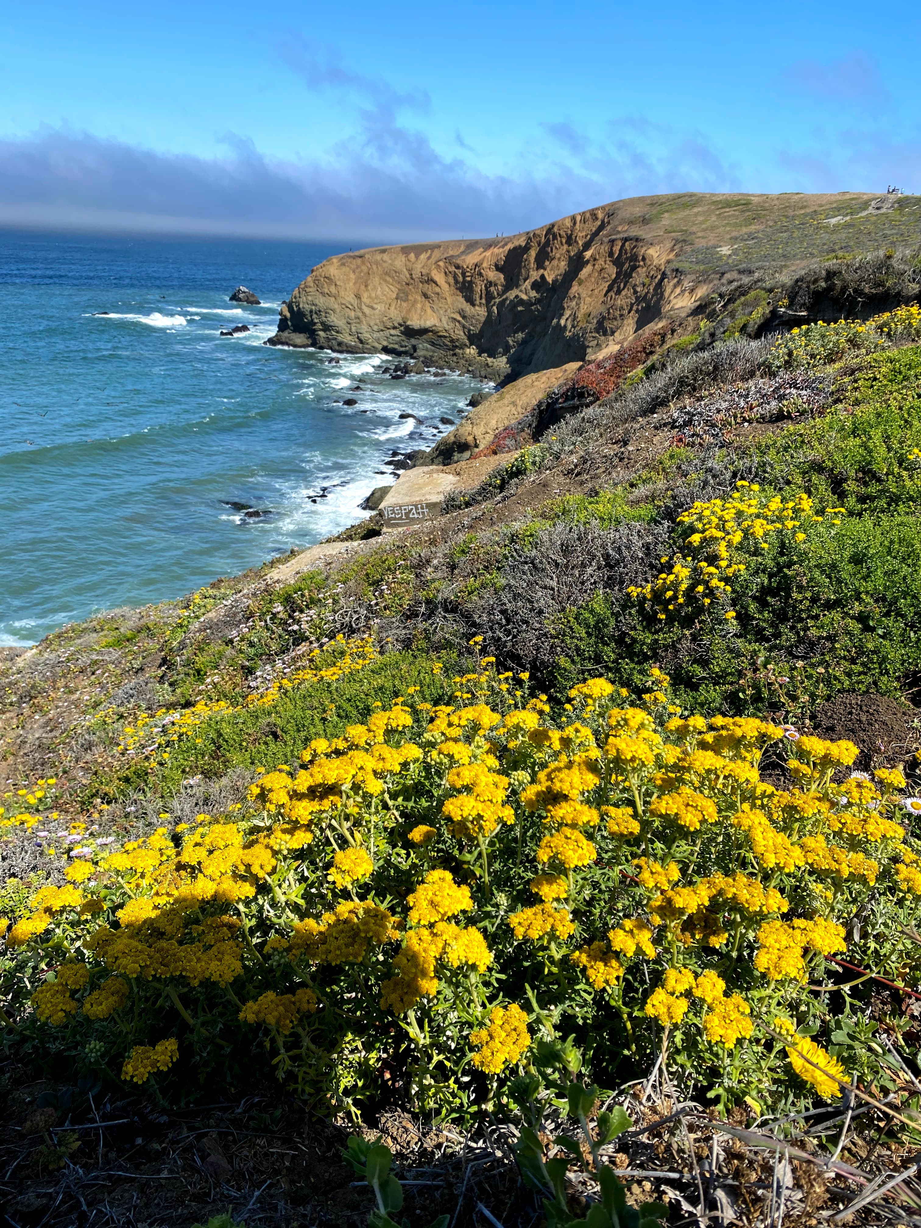 Yellow wildflowers next to body of water during daytime