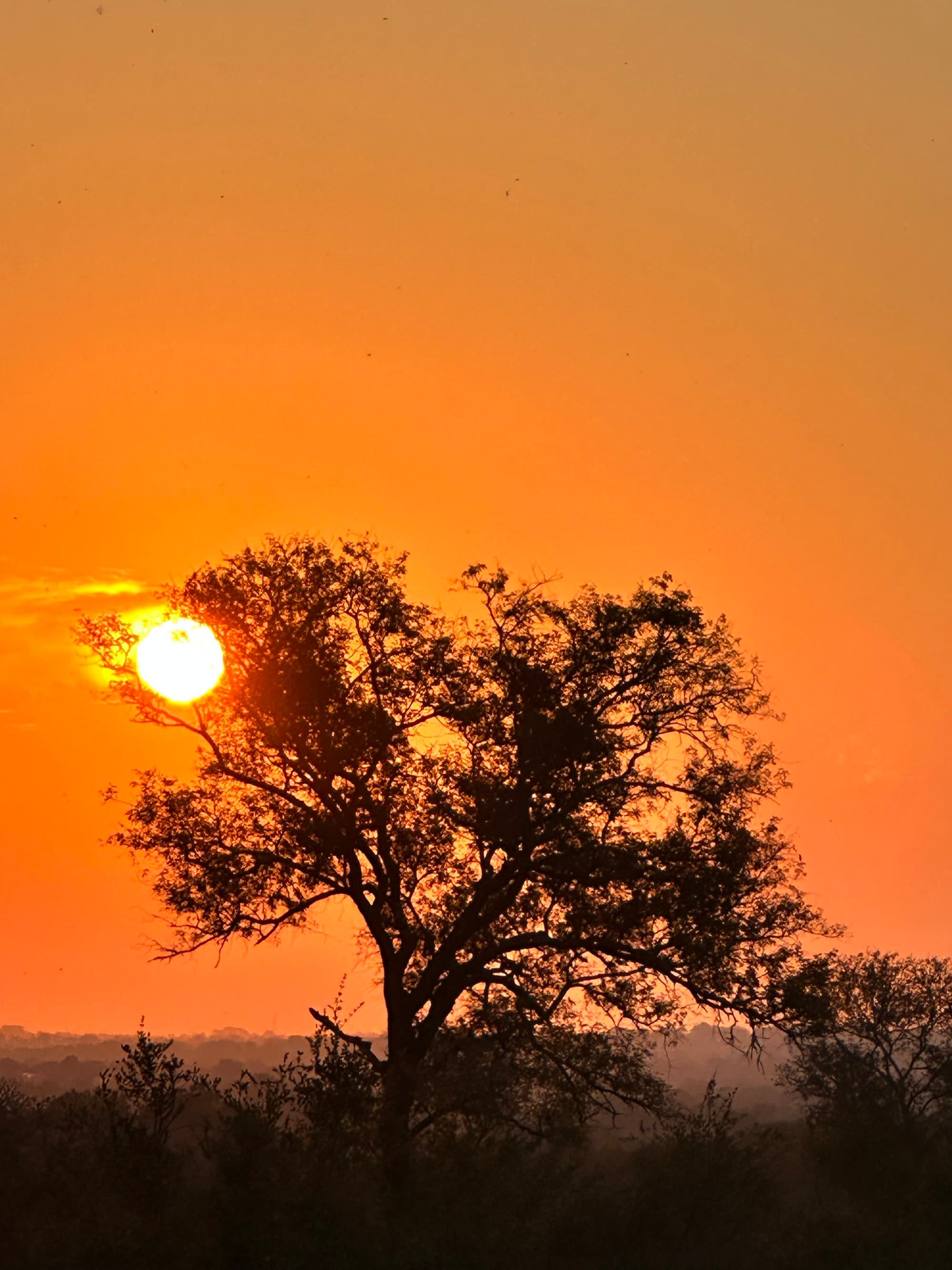 A serene sunset with the sun peeking through the branches of a tree in silhouette against a vibrant orange sky, something you might see on one of these South Africa luxury tours.