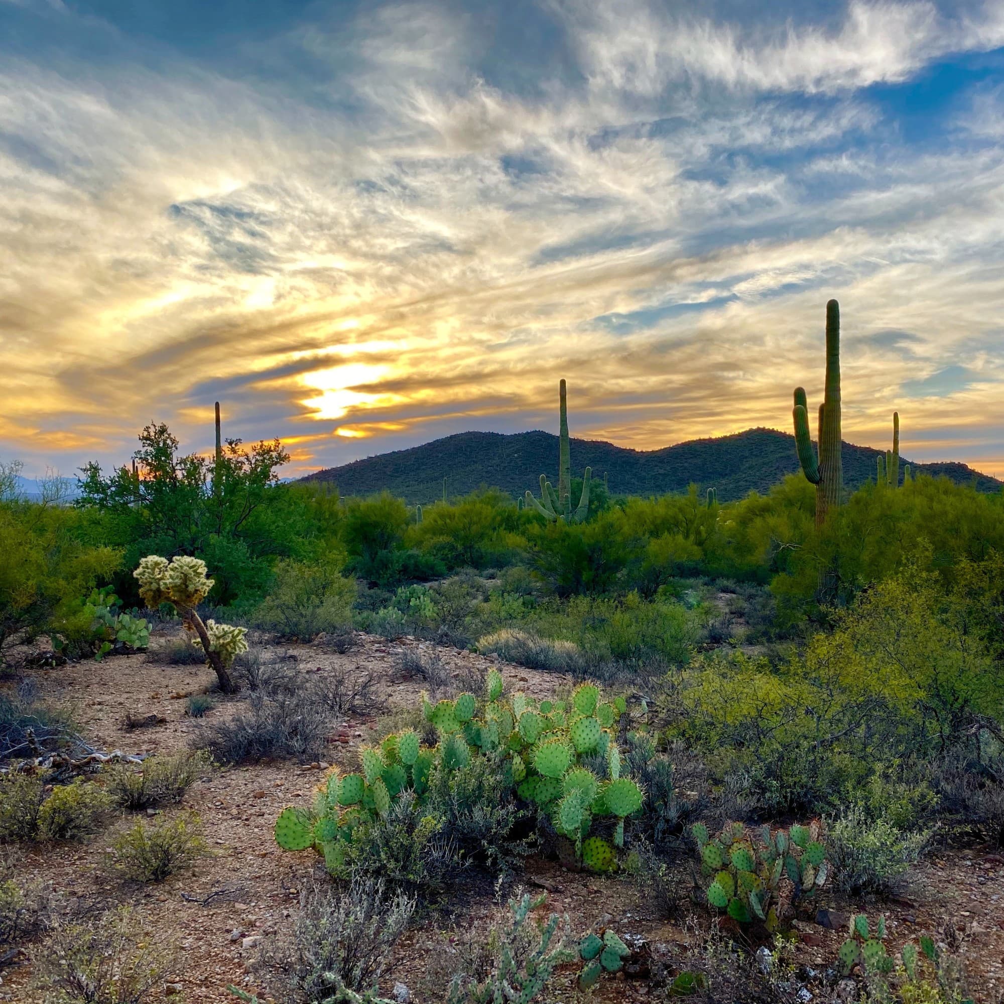 An aerial view of the desert during sunrise with green plants and mountains.