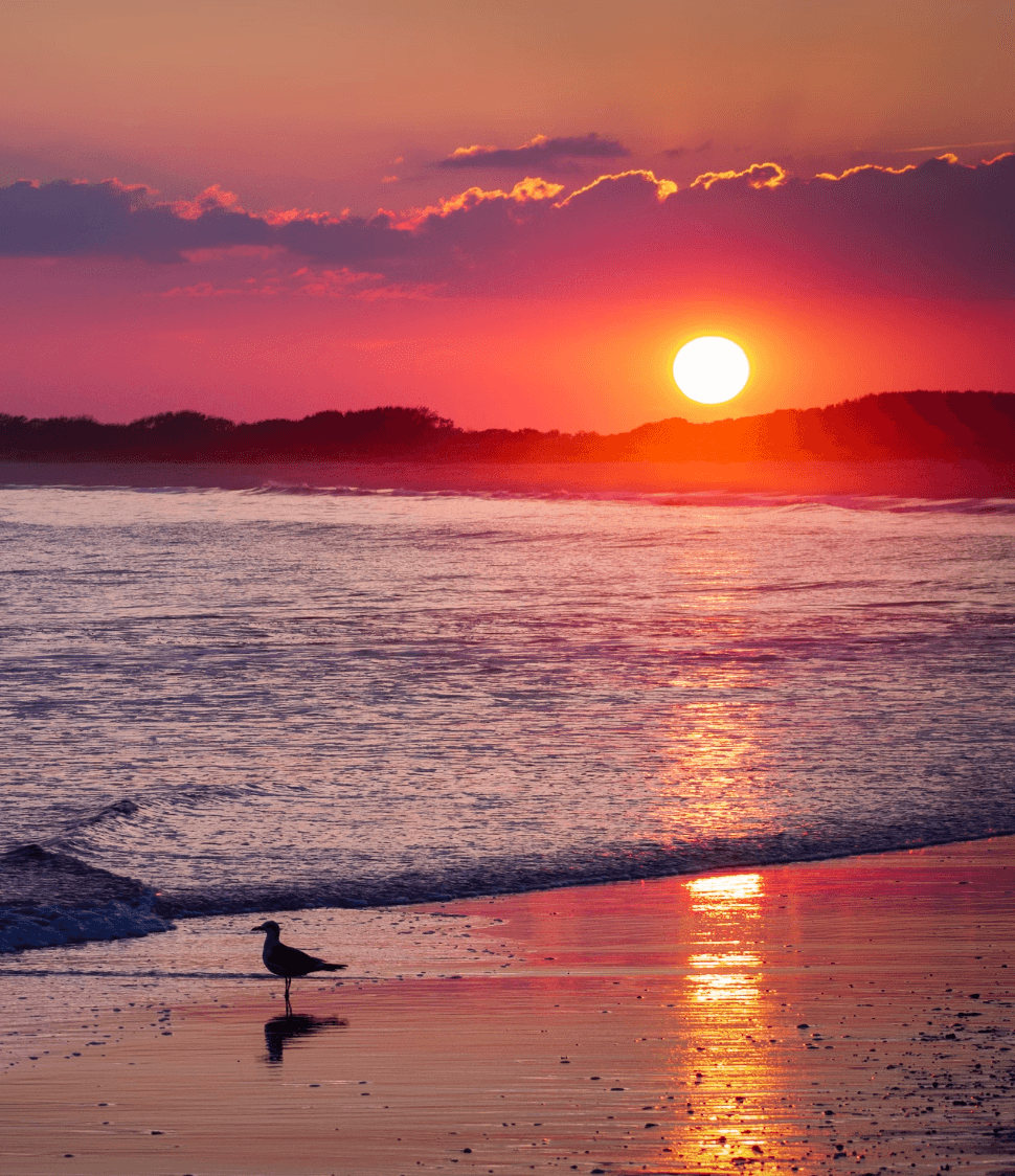 A pink and purple sunset over an ocean shore next to a beach with a seagull perched on top of it.