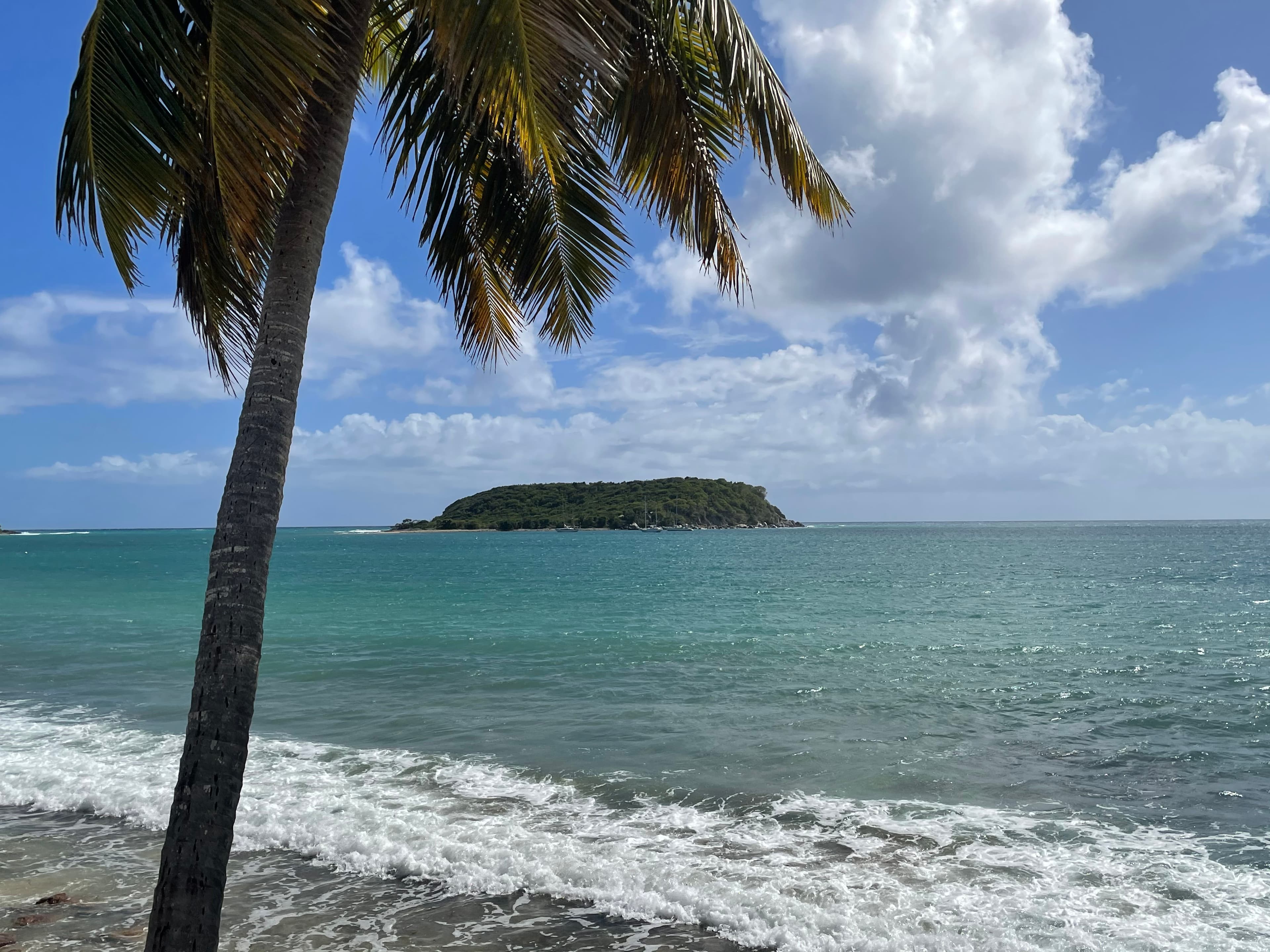Body of water and palm tree with clouds in the sky during daytime
