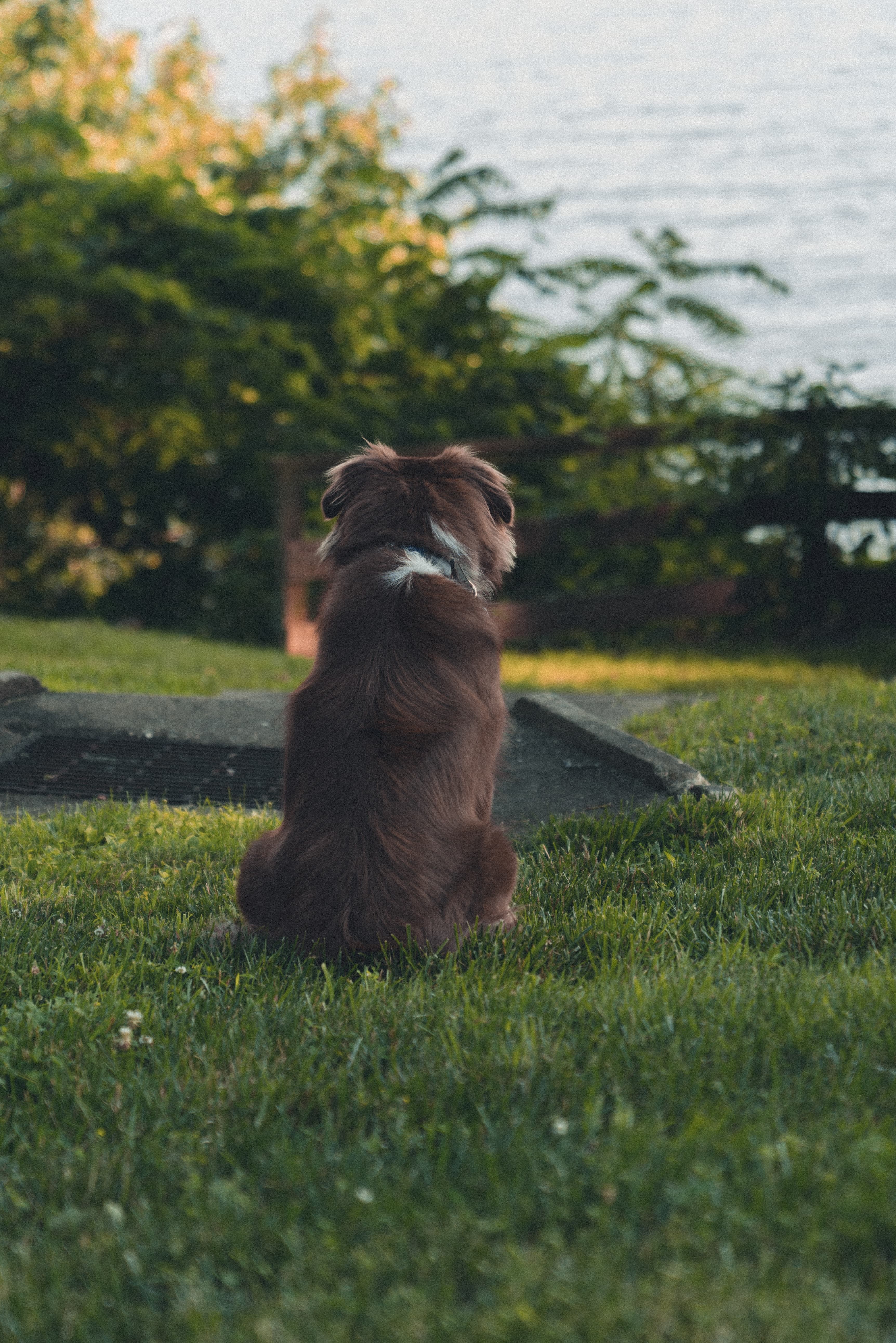 Brown dog sits on the grass and faces the water in the distance