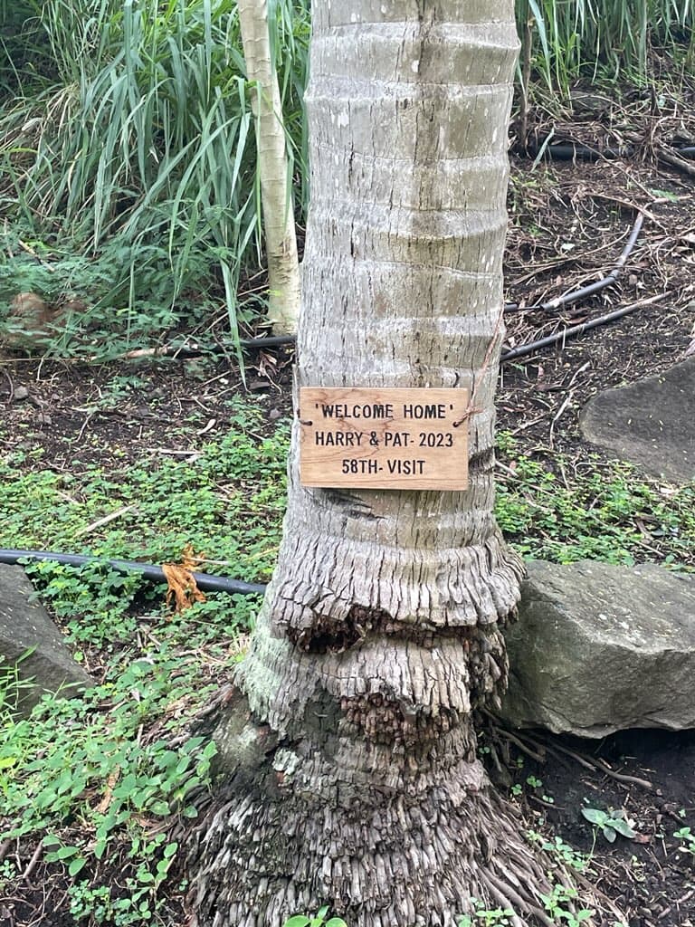 Board on a tree trunk