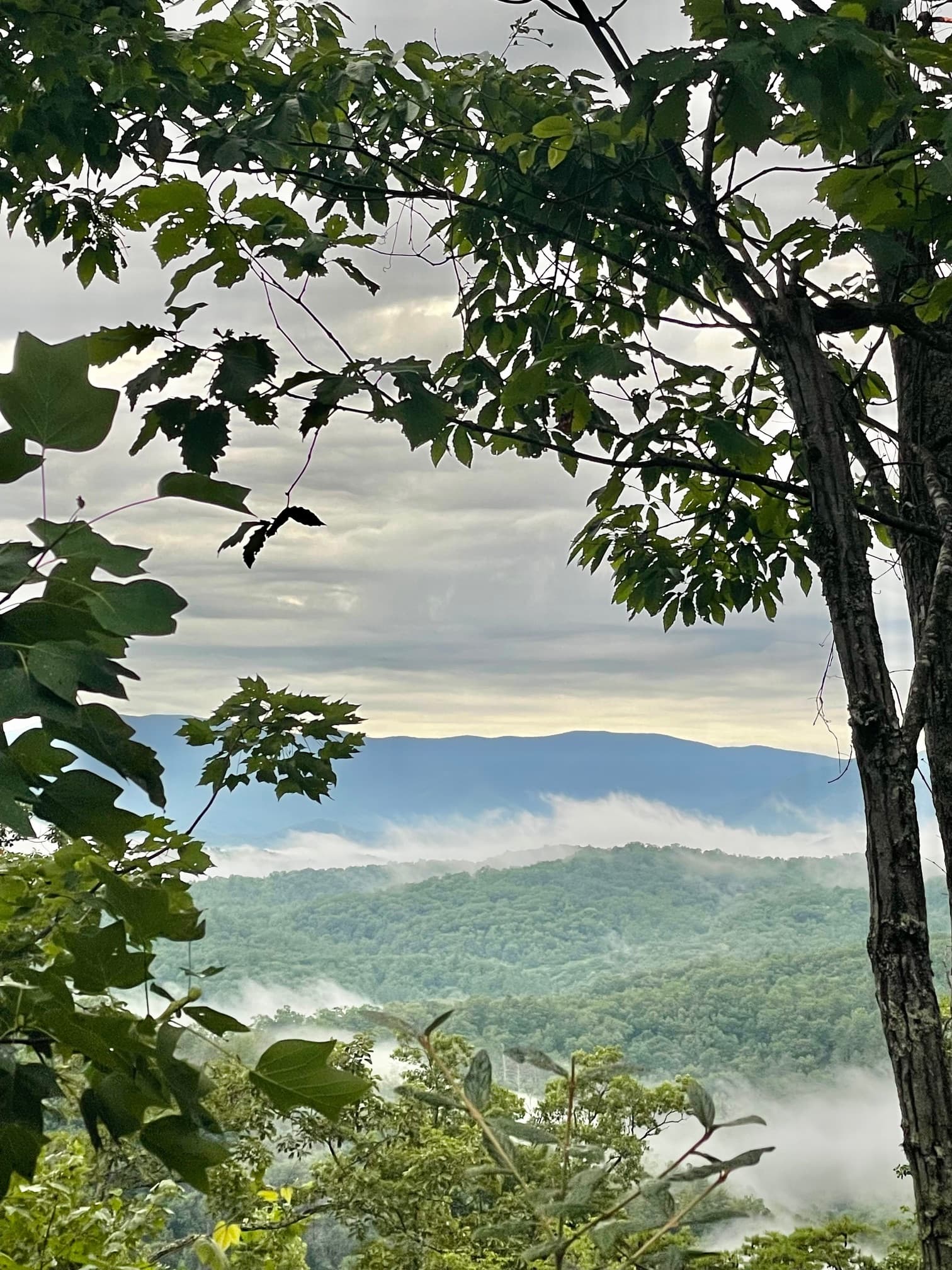 A view of the Great Smoky Mountains with trees in the forefront.