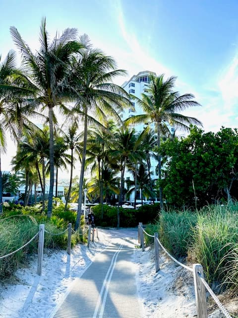 Pathway lined with palm trees.