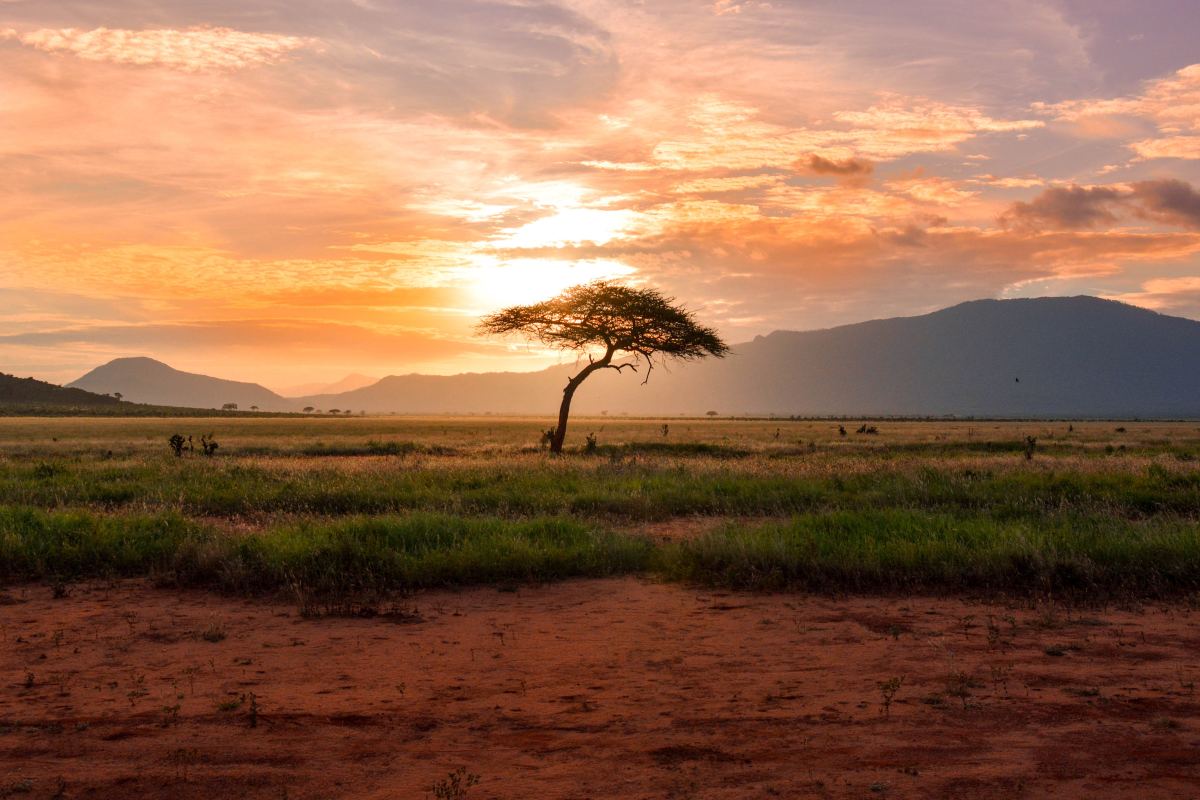 Large tree between vast land in front of mountains.
