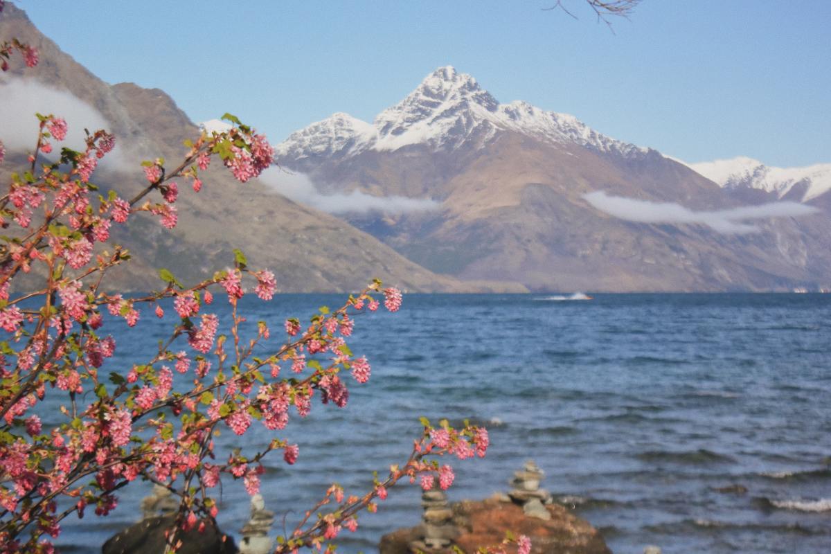 Enormous mountains with snow caps next to ocean in South Island, NZ and flowers in front.