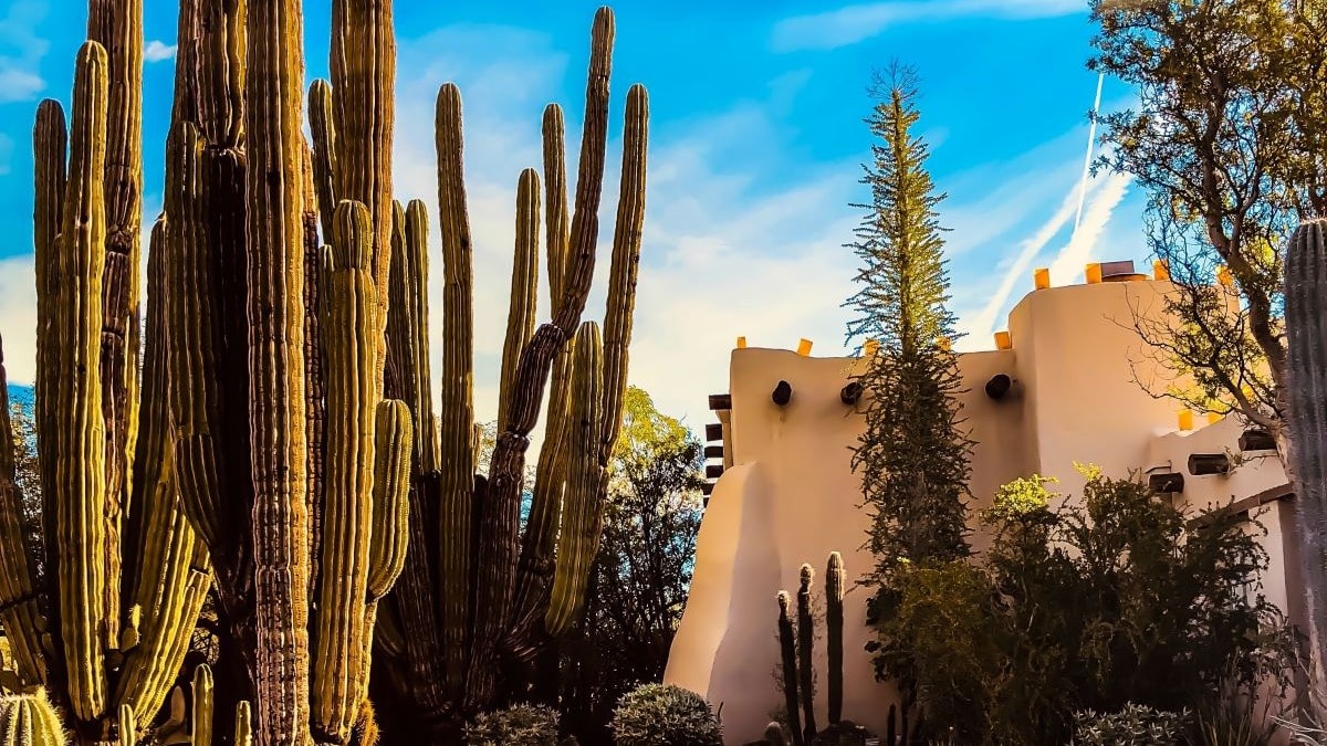 a view of a path with cacti