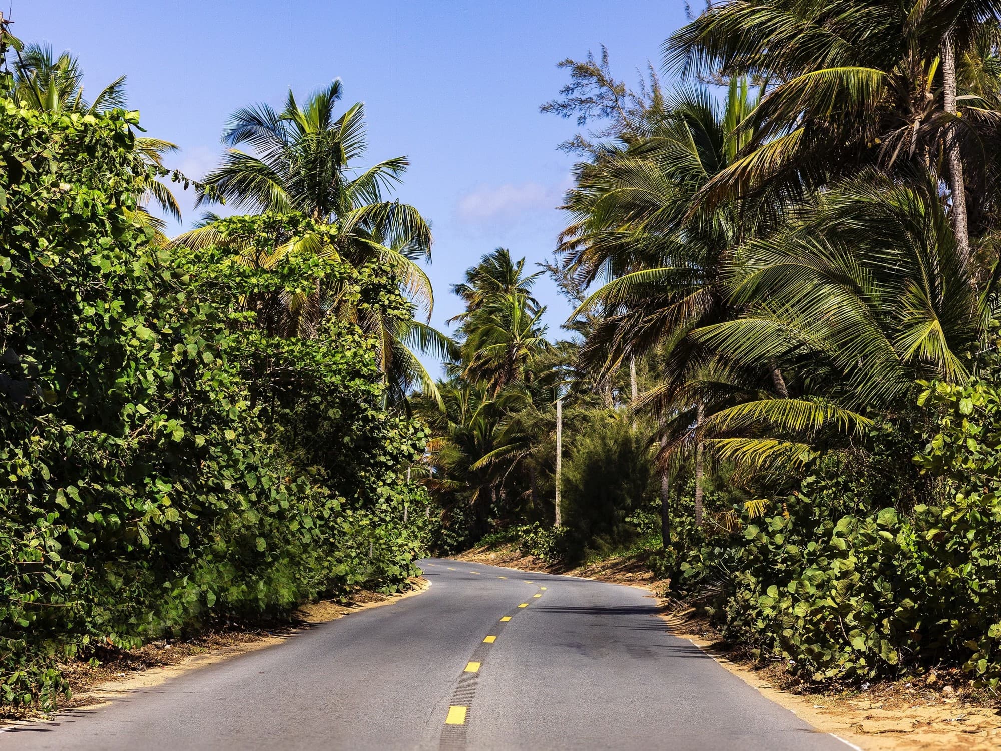 Road leading through groves of palm tress and bushes on a sunny day.