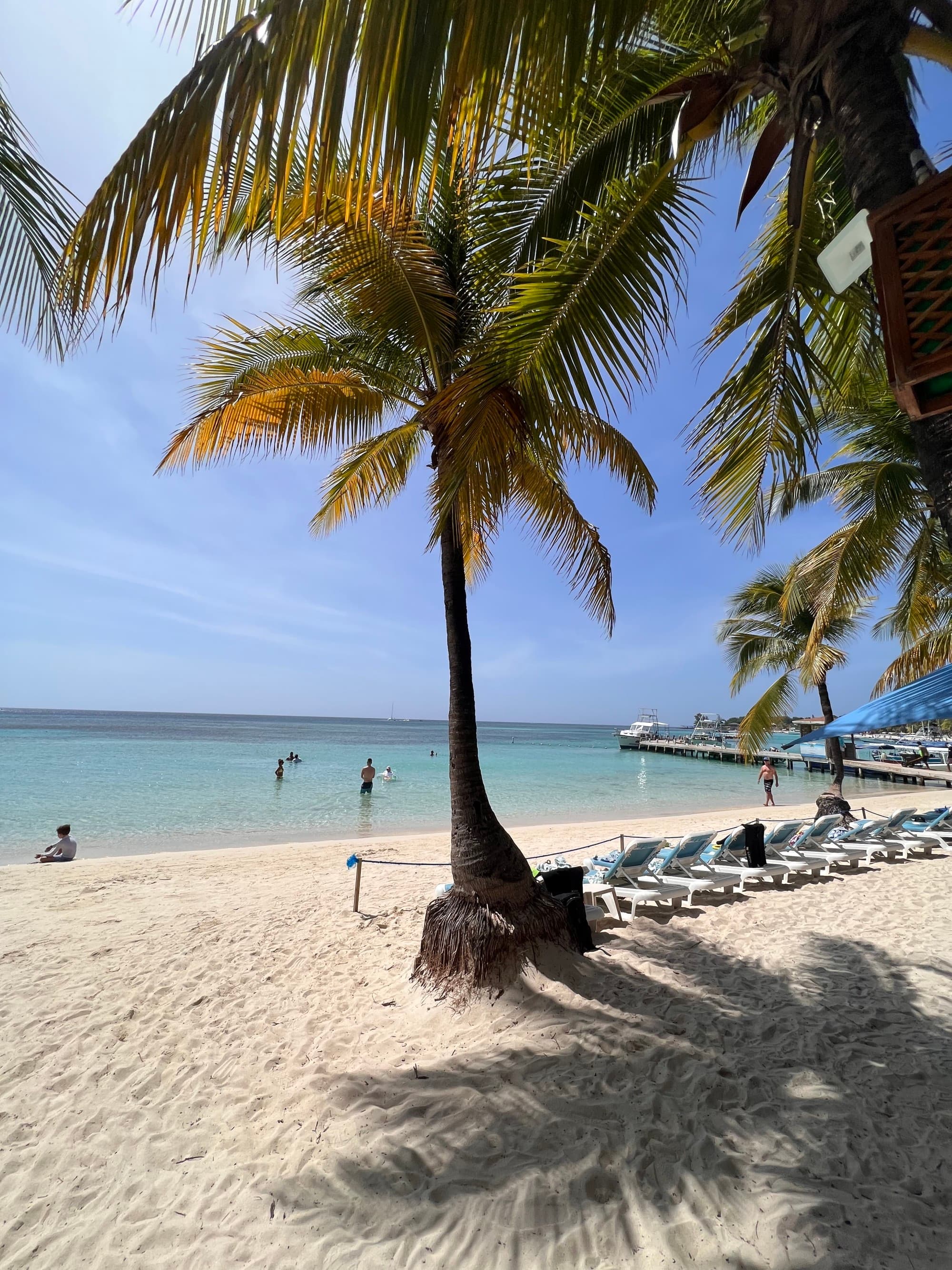 A palm tree on a beach surrounded by lawn chairs and blue water in the background.