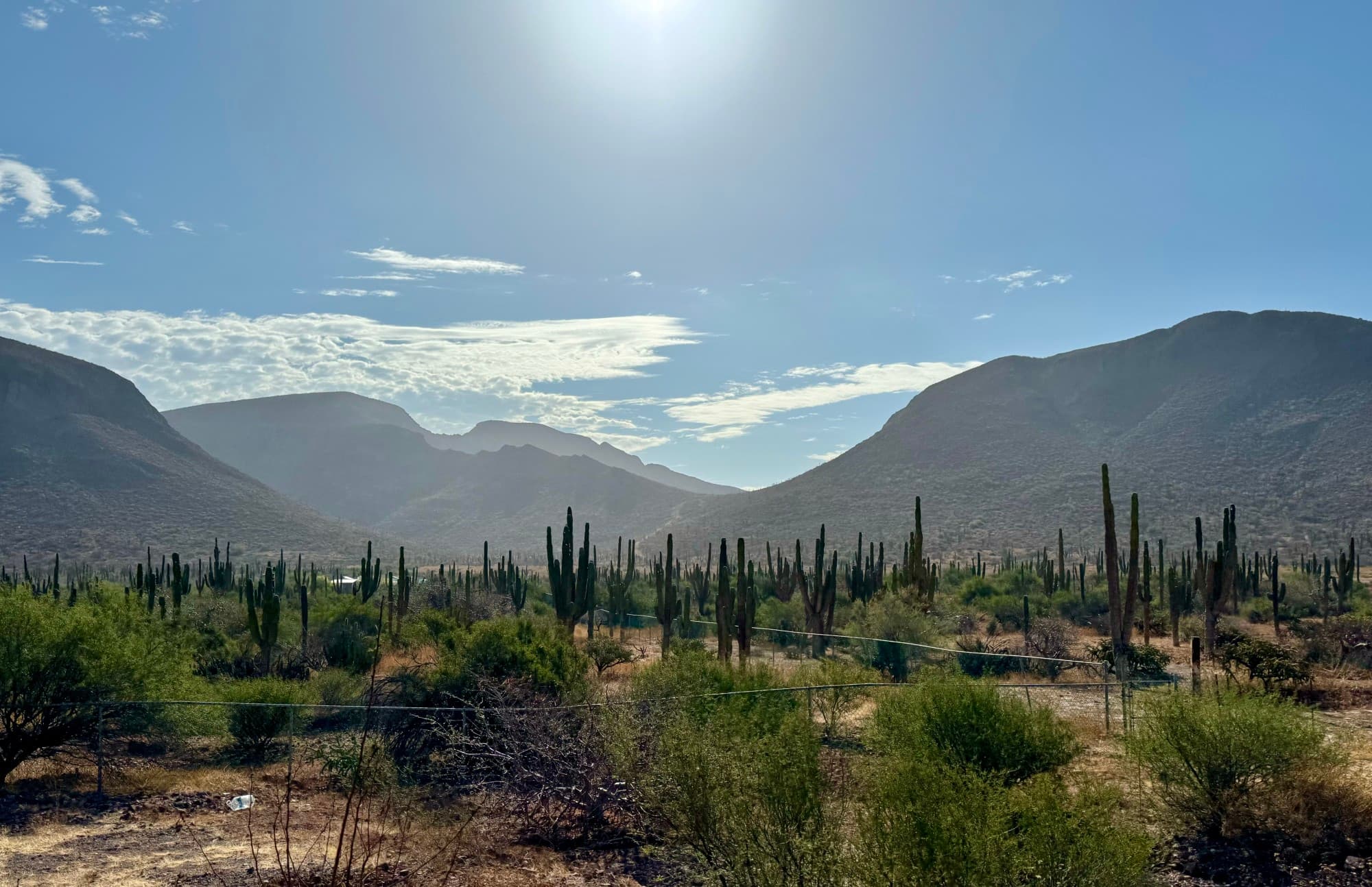 A view of the desert, shrubs and cactus with mountains in the background in Baja California Sur on a sunny day.