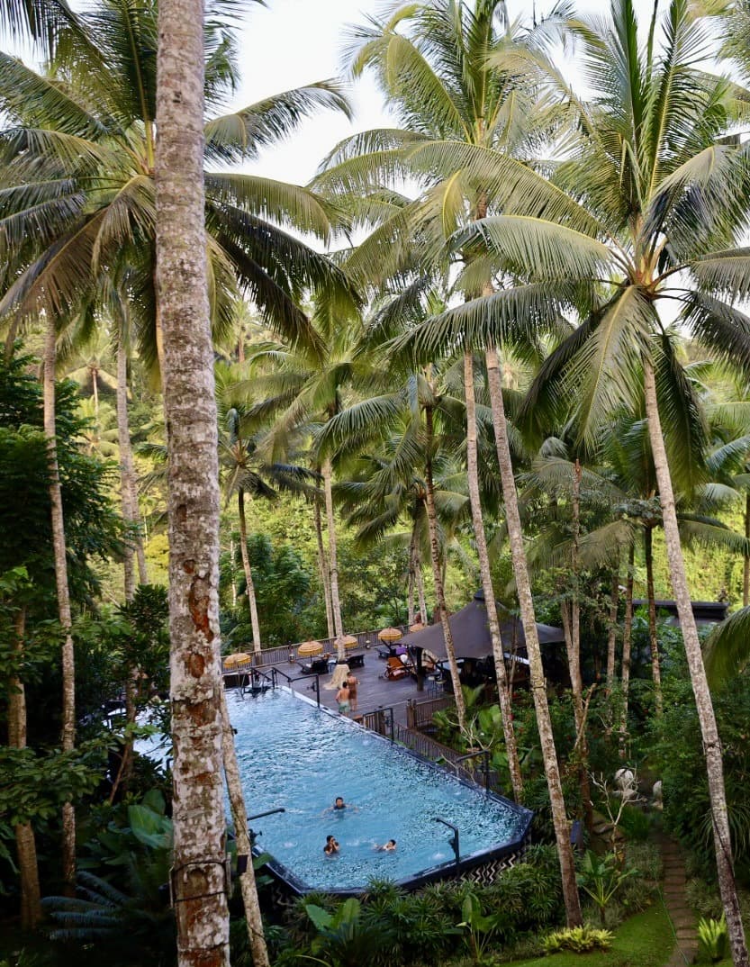 Pool surrounded by palm trees.