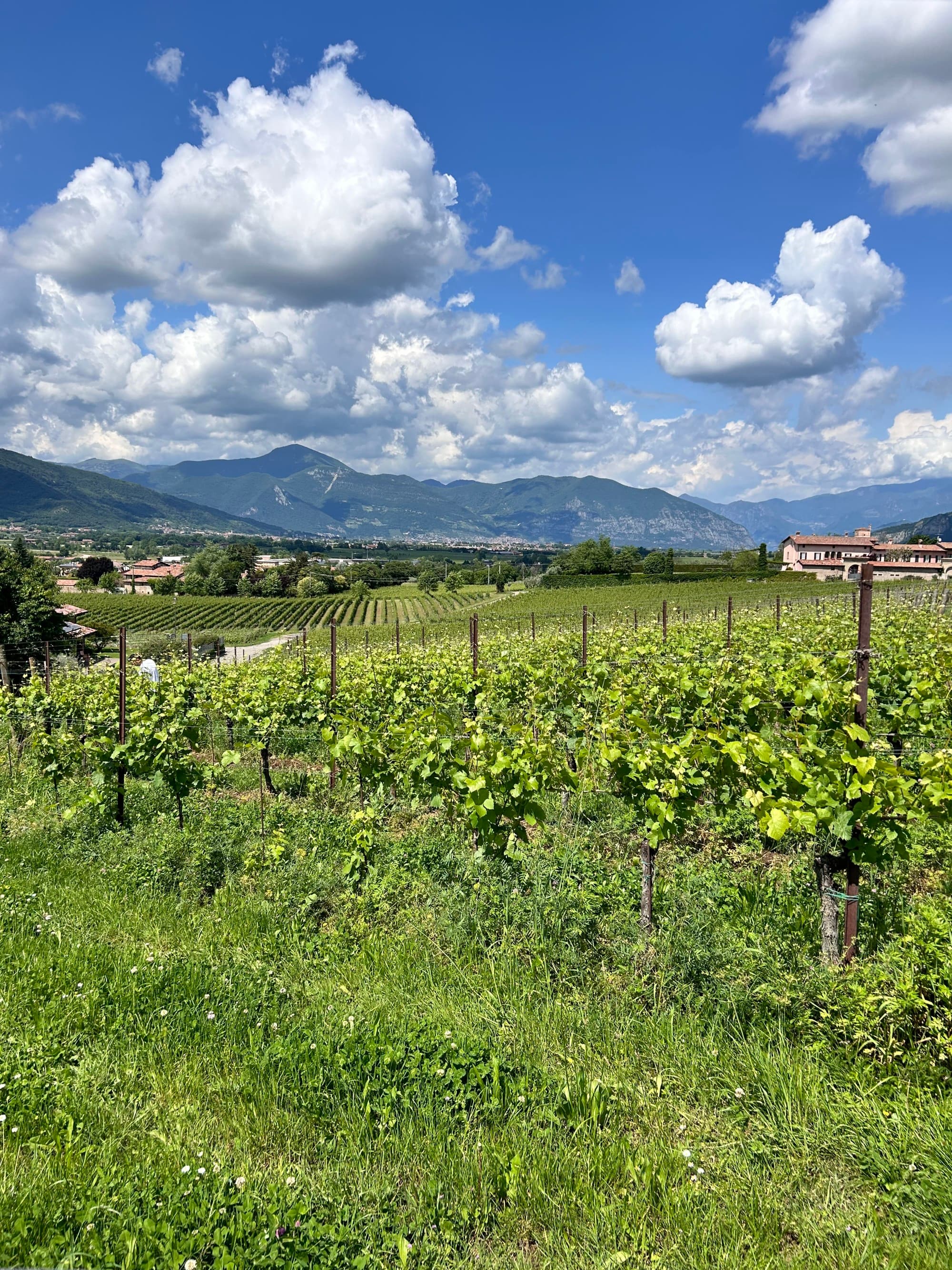 A beautiful view of lush green landscape in the Italian countryside.
