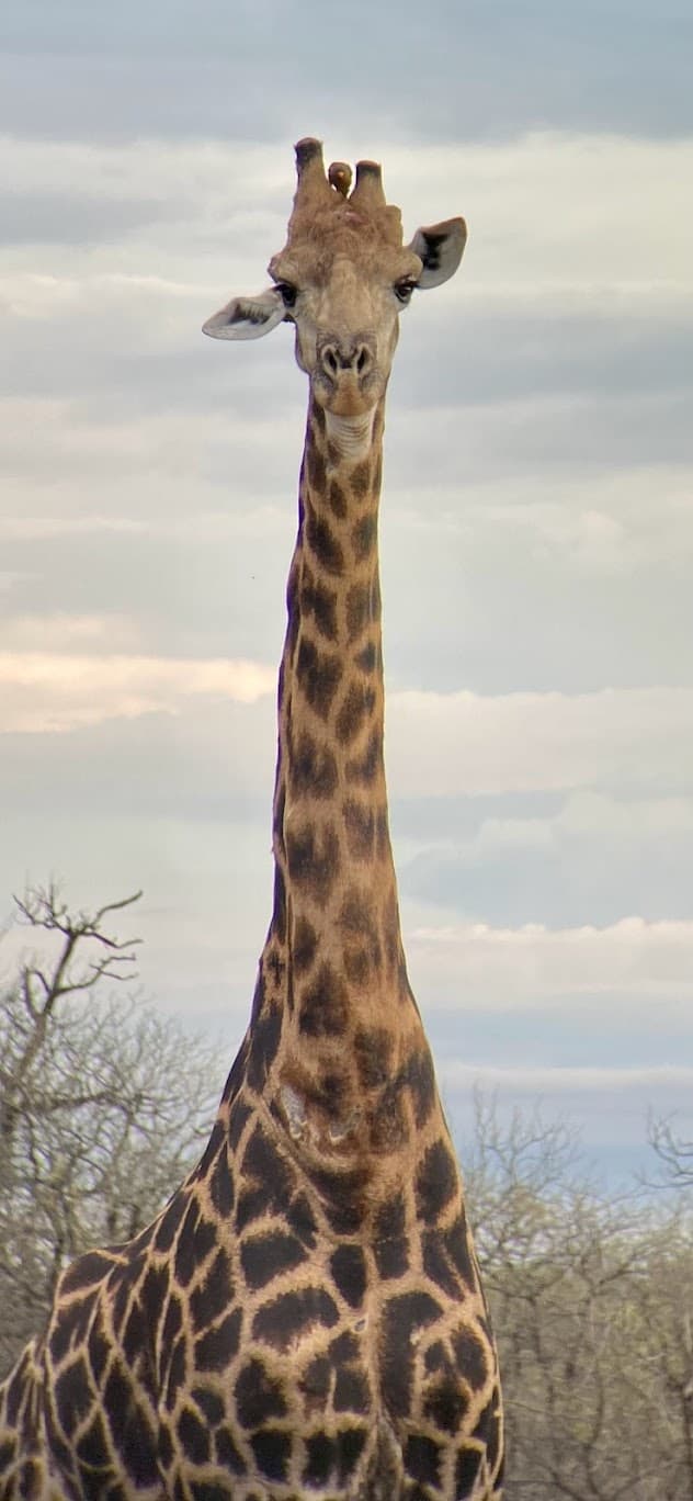 Photo of a beautiful giraffe standing in a field on a cloudy day