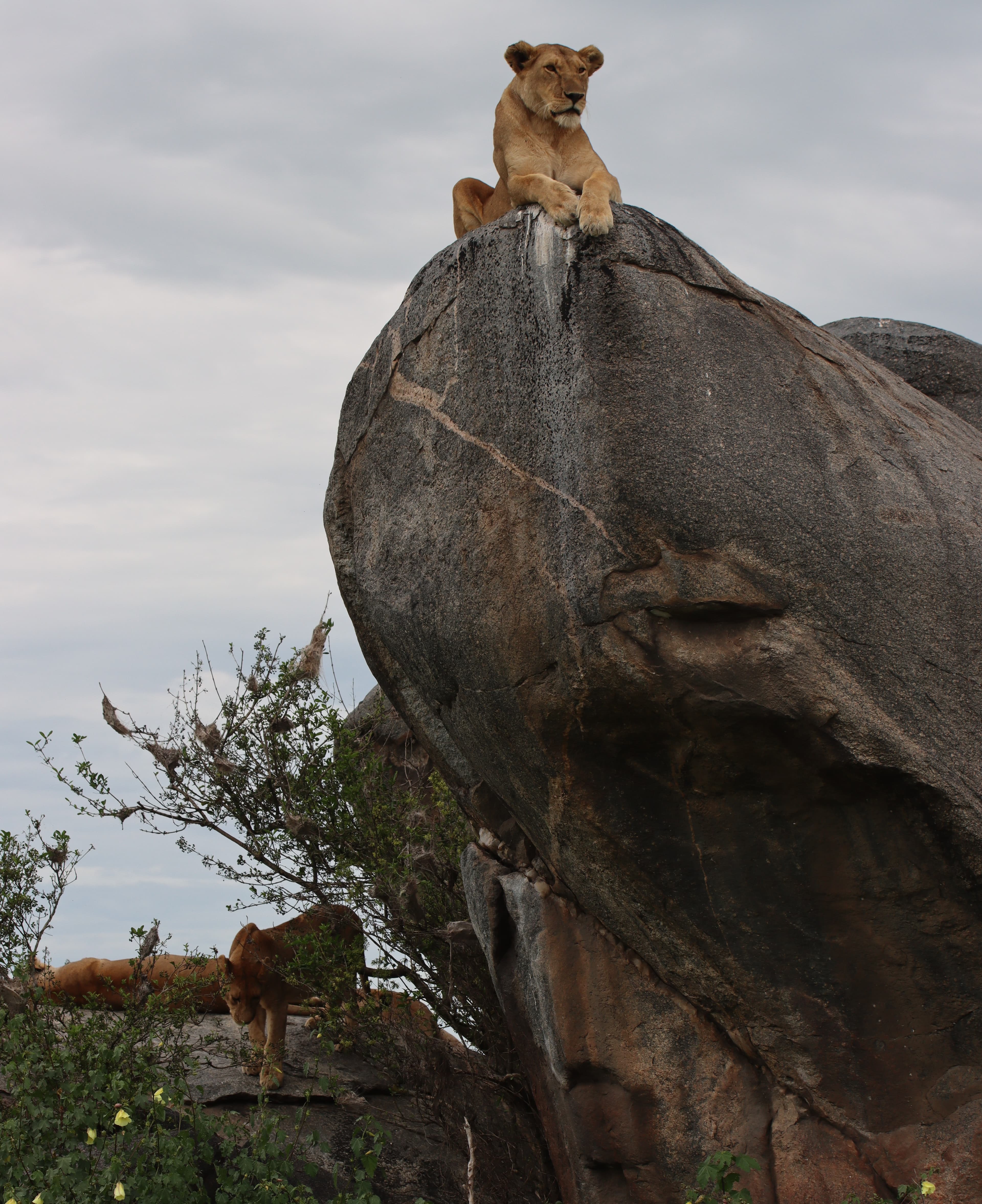 Photo of lions in the wild