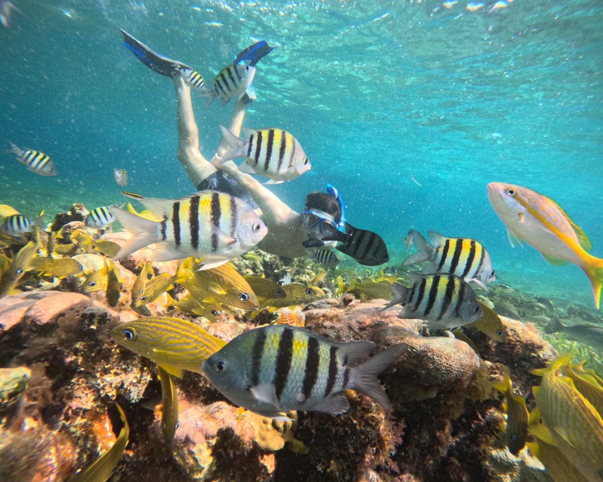 Snorkeling in Cozumel, Mexico curated by Tanya Raedeke