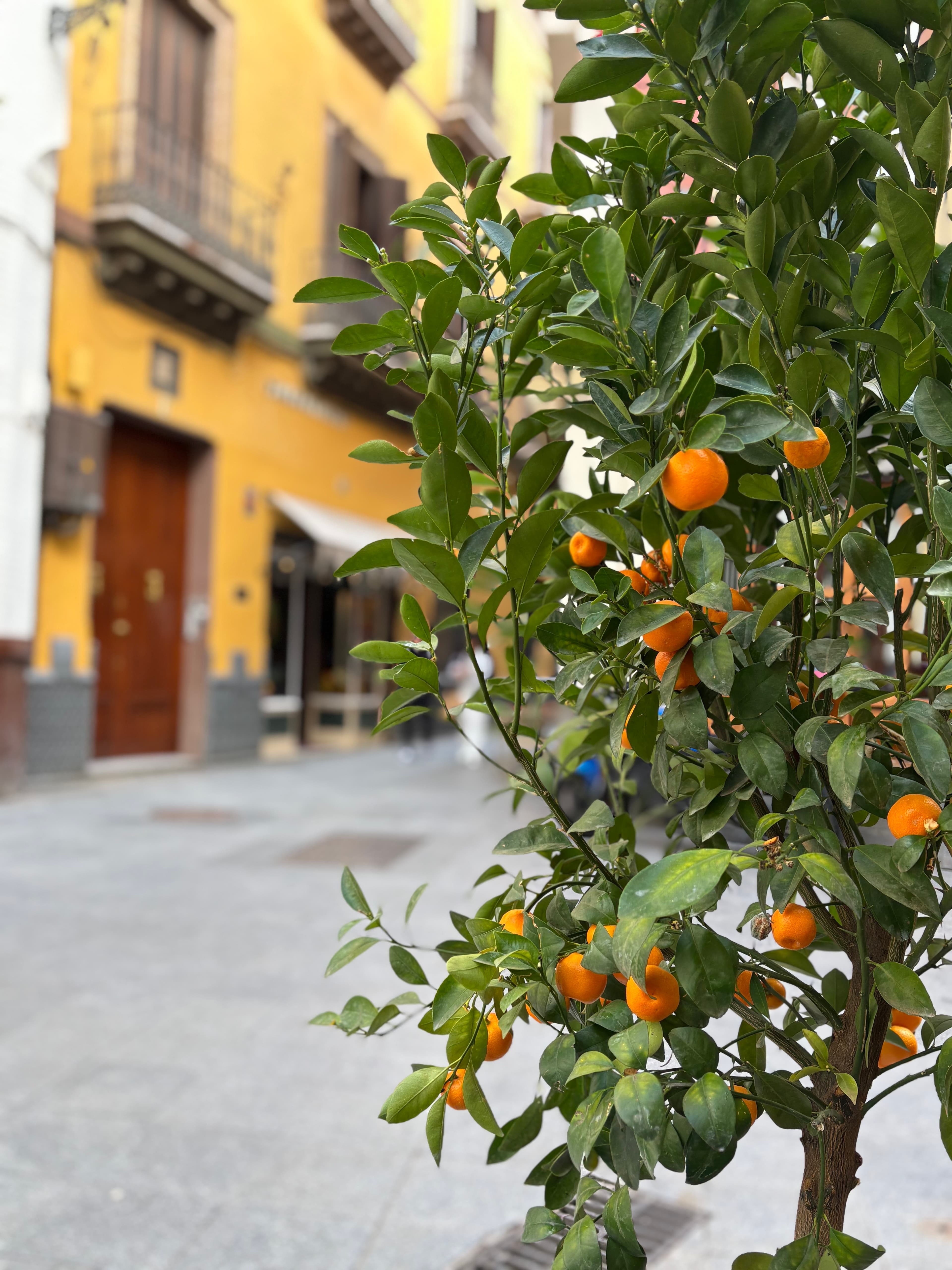 The Pearl of Andalusia: A Family Guide to Experiencing the Best of Seville curated by Aubrey Glascock